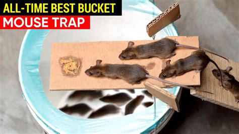 Best Mouse Trap Bucket All Time Rat Trap Homemade How To Set A