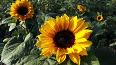 Tamaulipas Inauguran Nuevo Campo De Girasoles Uno TV