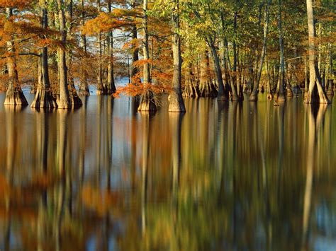 Fond d écran lumière du soleil des arbres forêt Lac eau la