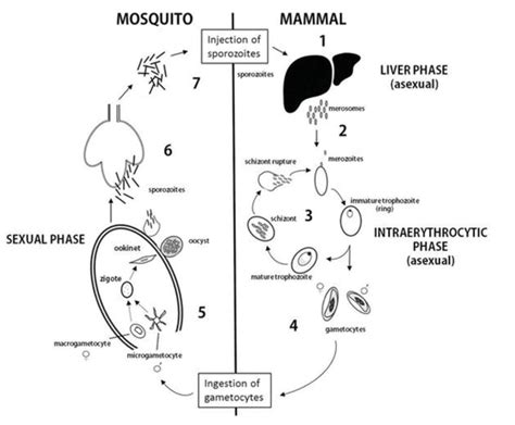 Gambar 1 Siklus Hidup Malaria Plasmodium Falciparum Fase Seksual Di Download Scientific