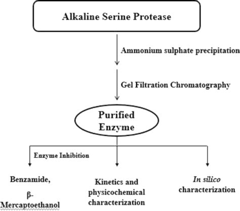 Production Of Extracellular Alkaline Serine Protease From Pediococcus