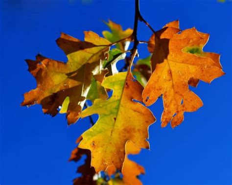 Why Do Leaves Change Color In The Autumn Bios Urn