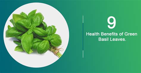 9 Health Benefits of Green Basil Leaves – Ponicone