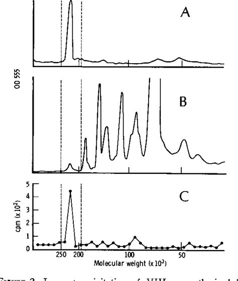 Figure 2 from Subunit structure of factor VIII antigen synthesized by cultured human endothelial ...