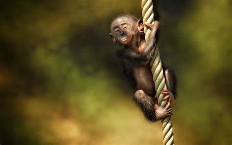 Funny Monkey Desktop Wallpapers Top Free Funny Monkey Desktop