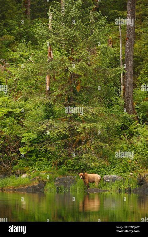 Adult Grizzly Bear Ursus Arctos Horribilis Standing At The Edge Of A