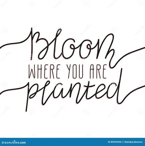 Hand Written Lettering Bloom Where You Are Planted Stylish Vector