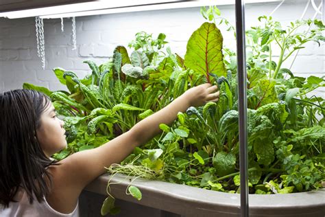 Basement Aquaponics and Raising Tilapia » FreestyleFarm