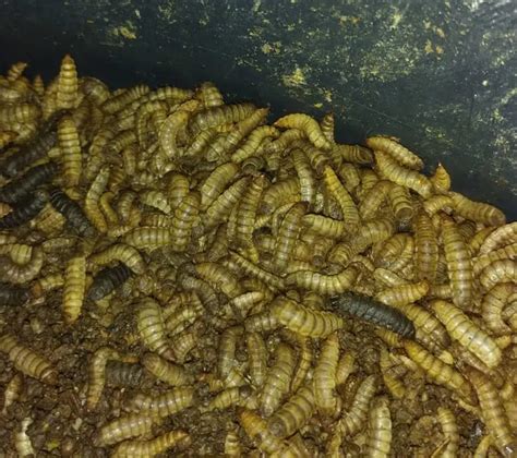 Menggiurkan Omzet Rp12 Juta Perbulan Dari Bertani Maggot Di Bekasi