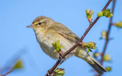 Most Common British Birds List With Pictures & Identification Tips