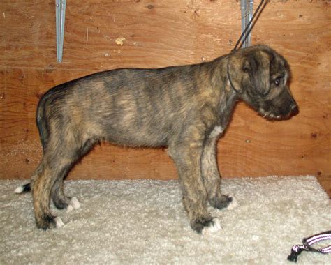 Irish Wolfhound Puppy Blog: Conformation Photo Time