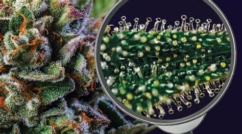 The Importance Of Trichomes In Cannabis Nature S Gateway