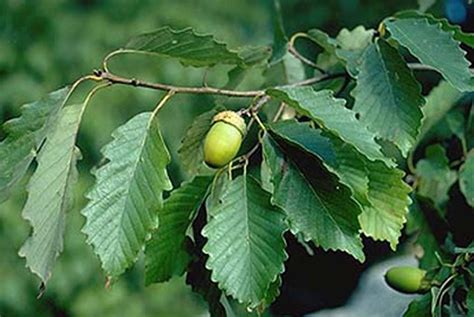 Swamp Chestnut Oak X Cherry Creek Nursery