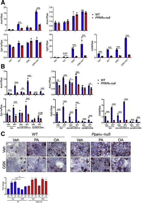 Hypoxia Via Erk Signaling Inhibits Hepatic Pparα To Promote Fatty Liver