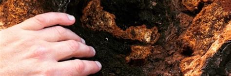 How to Find and Harvest Chaga Mushroom | PermacultureFX