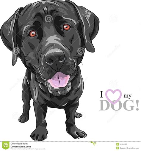 Black Lab Cartoon Images ~ Cute Black Labrador Cartoon | Bocanewasuow