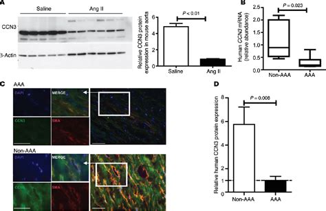 Figure 1 From Matricellular Protein CCN 3 Mitigates Abdominal Aortic