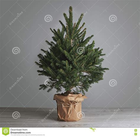 2,519 Christmas Tree Plain Stock Photos - Free & Royalty-Free Stock ...