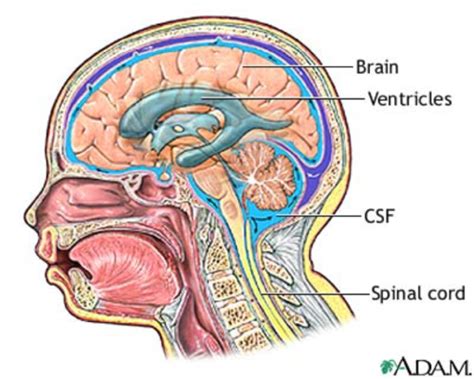 PPT Intracranial Regulation Increased Intracranial Pressure Flashcards