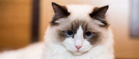 Ragamuffin vs Ragdoll: What are the Differences? - A-Z Animals