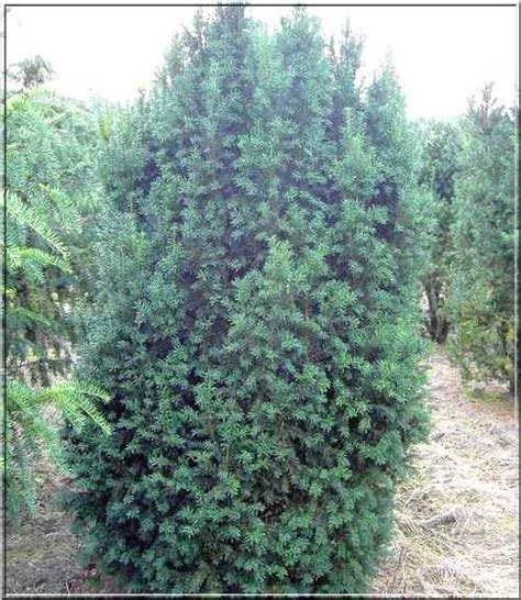 Taxus Baccata Overeynderi Cis Pospolity Overeyndera FOTO Internetowy