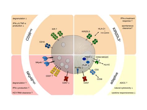 NK Cell Subsets In Chronic Viral Infections Persistent Infections