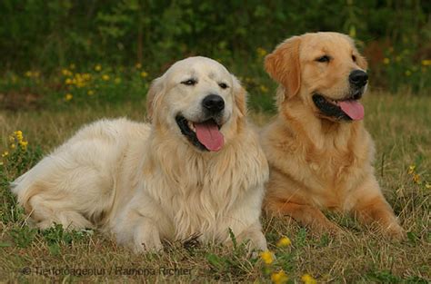 puppies golden retriever - PUPPIEz