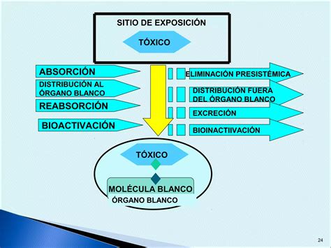 Toxicocin Tica Y Toxicodinamia Ppt