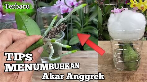 Cara Menumbuhkan Akar Anggrek Yang Sekarat Orchid Friends Youtube