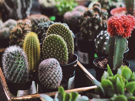 Cactus Care 11 Essential Tips For Beginners Cactusway