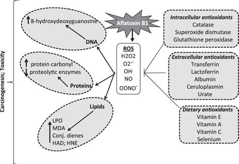 Effect Of Aflatoxins On The Oxidative Stress The Alleviating Role Of