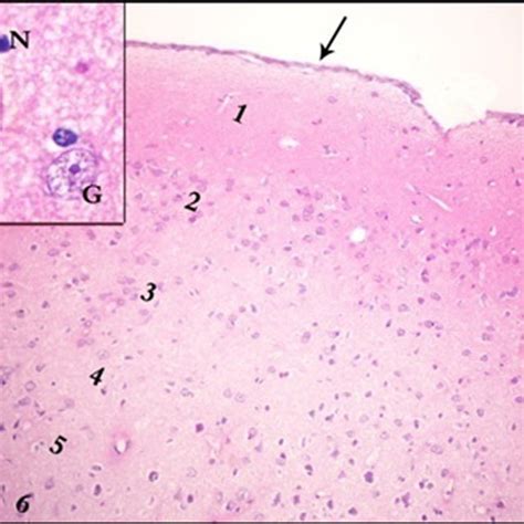 A Photomicrograph Of A Section In The Cerebral Cortex Of Control Adult Download Scientific