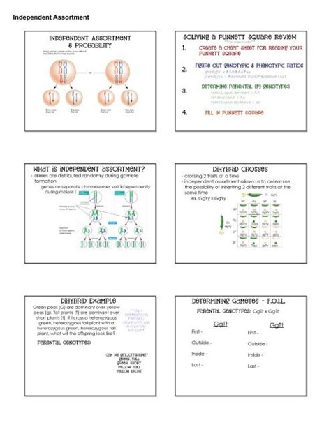 Independent Assortment And Crossing Over