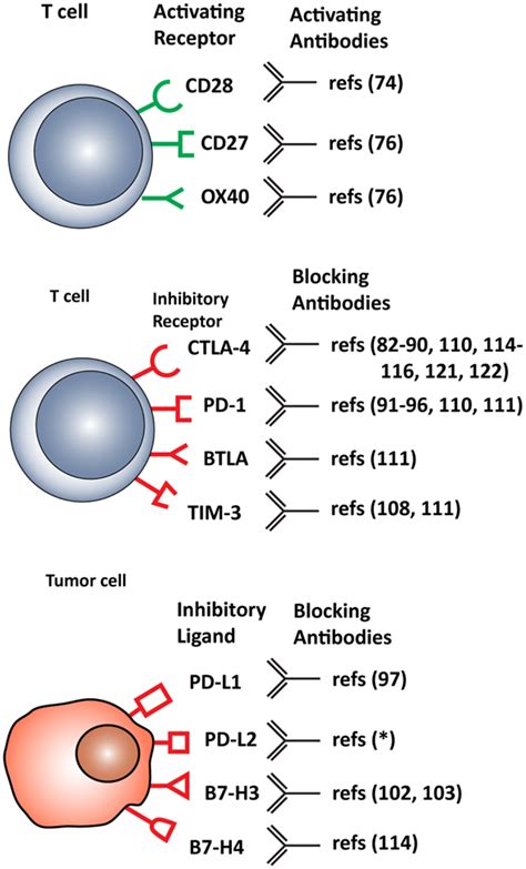 Frontiers Clinical Implications Of Co Inhibitory Molecule Expression