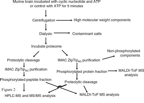 Figure 1 From Mass Spectrometric Identification Of Rab23