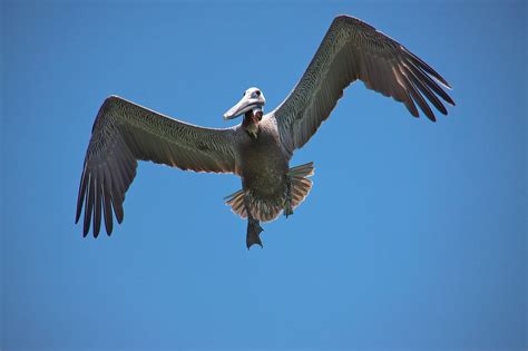 Pelikan Florida Clearwater Beach Usa Free Pictures Free Photos Free