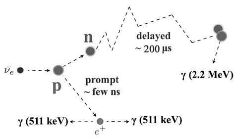 Inverse Beta Decay Reaction Of The Antielectron Neutrino Download