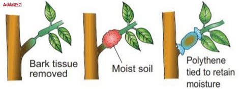 Vegetative Propagation Examples, Meaning, Define, Advantage