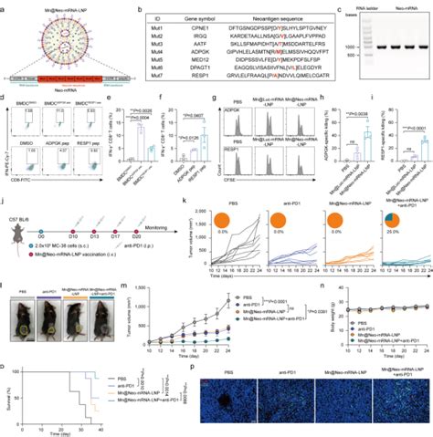 Acs Nano Mrna Medsci Cn