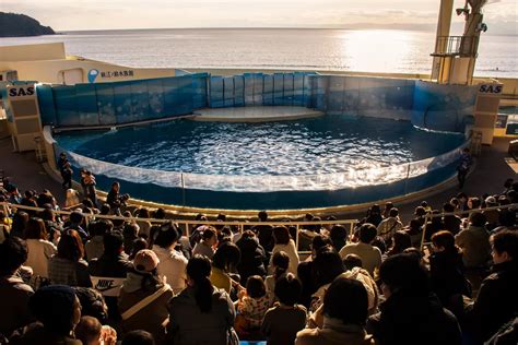 Enoshima Aquarium: Discover the Underwater World at Enoshima Aquarium ...