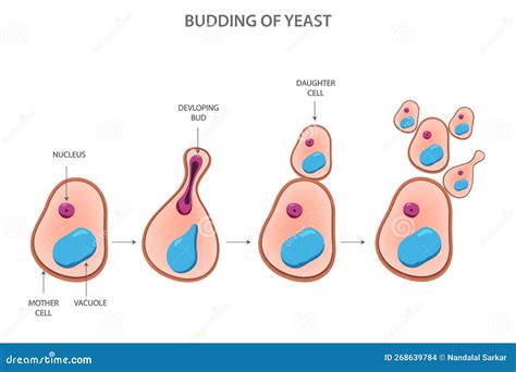 Asexual Reproduction Budding