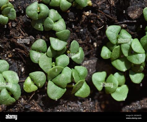 Basilikum Ocimum Basilicum Ist Eine Heilpflanze Und Kuechengewuerz