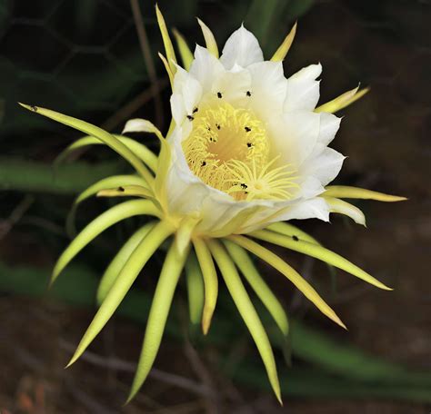 Dragon Fruit Flower Size