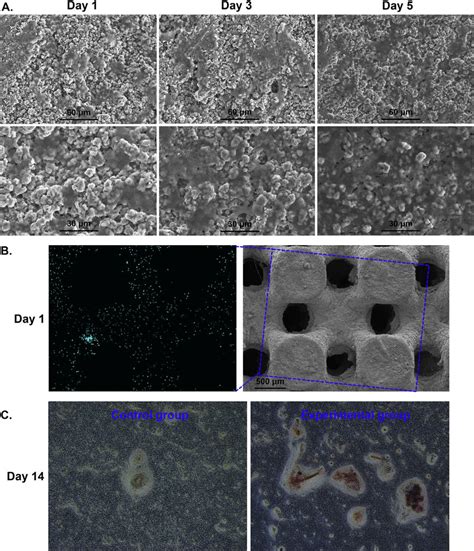 Biocompatibility Characterization Of Scaffolds A Mc3t3 E1 Cells