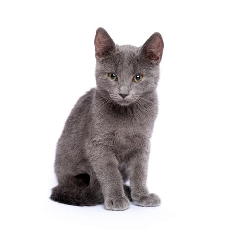 Hermoso Gatito Gris Foto Premium