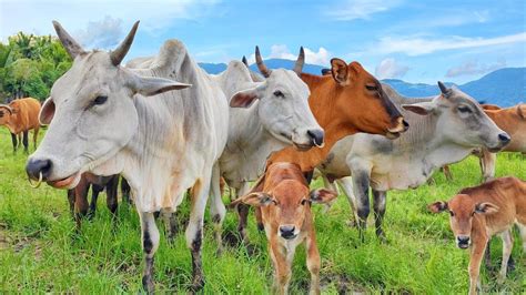 Sapi Lembu Jinak Lucu Berkeliaran Di Ladang Rumput Hijau Contoh