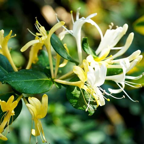 Lonicera Japonica Halliana Pot Size 3ltr Honey Suckle The Boma