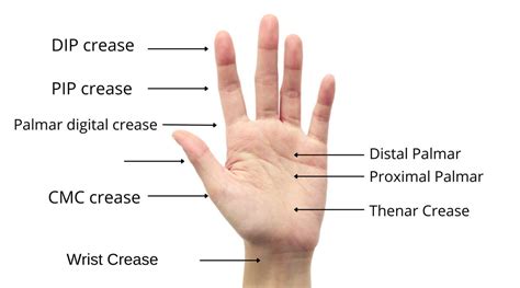 5 Hand Creases Every Hand Therapist Should Know