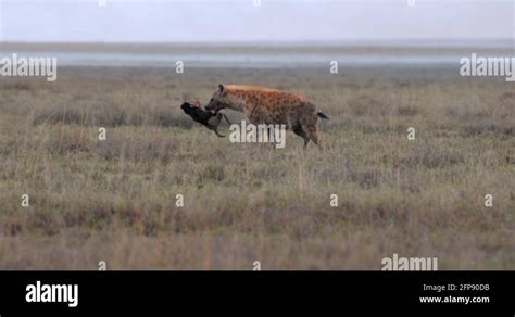 Gnu predators Stock Videos & Footage - HD and 4K Video Clips - Alamy