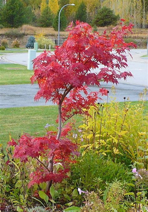 Photo Of The Entire Plant Of Japanese Maple Acer Palmatum Var Amoenum